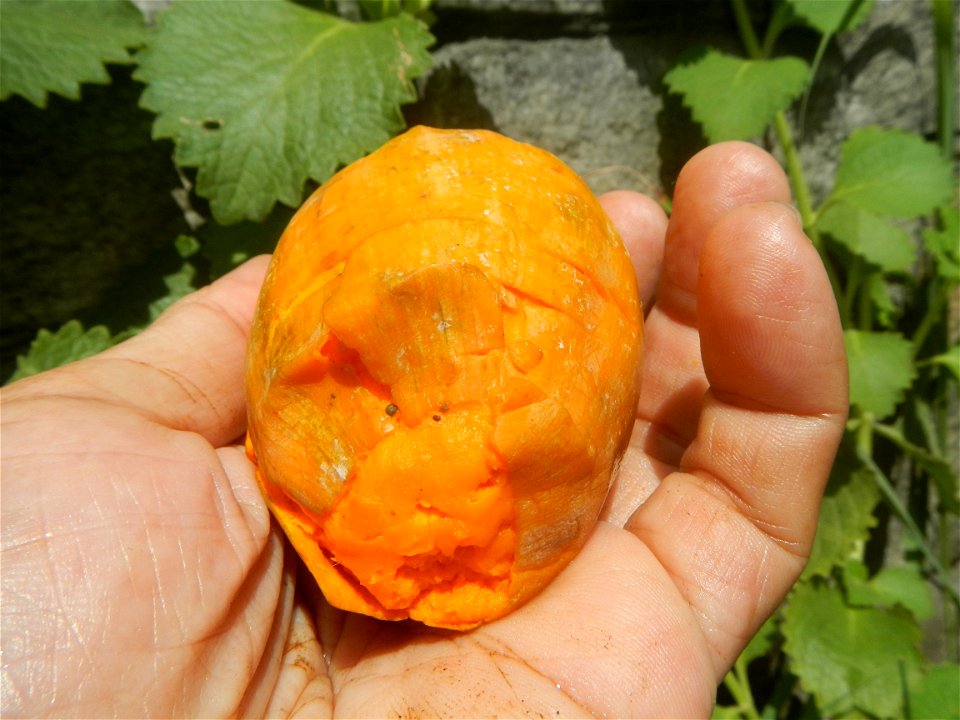 Tiesa fruits and seeds textures Pouteria campechiana Canistel Sapotaceae Tiesa Pouteria campechiana (Kunth) Baehni Egg Fruit Photos taken during the 2020 coronavirus pandemic in Baliuag, Bulacan Modif