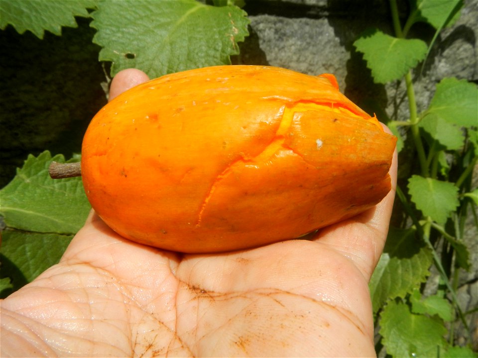 Tiesa fruits and seeds textures Pouteria campechiana Canistel Sapotaceae Tiesa Pouteria campechiana (Kunth) Baehni Egg Fruit Photos taken during the 2020 coronavirus pandemic in Baliuag, Bulacan Modif