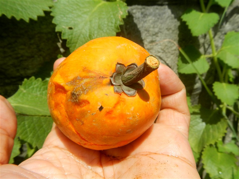 Tiesa fruits and seeds textures Pouteria campechiana Canistel Sapotaceae Tiesa Pouteria campechiana (Kunth) Baehni Egg Fruit Photos taken during the 2020 coronavirus pandemic in Baliuag, Bulacan Modif