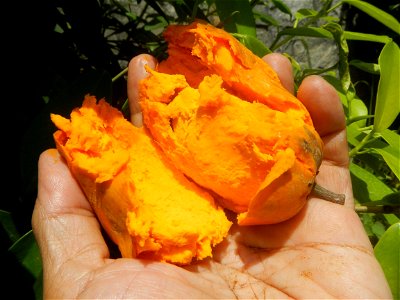 Tiesa fruits and seeds textures Pouteria campechiana Canistel Sapotaceae Tiesa Pouteria campechiana (Kunth) Baehni Egg Fruit Photos taken during the 2020 coronavirus pandemic in Baliuag, Bulacan Modif