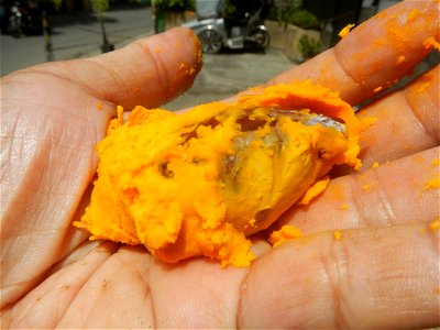 Tiesa fruits and seeds textures Pouteria campechiana Canistel Sapotaceae Tiesa Pouteria campechiana (Kunth) Baehni Egg Fruit Photos taken during the 2020 coronavirus pandemic in Baliuag, Bulacan Modif