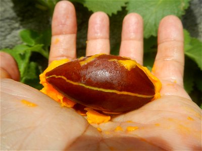 Tiesa fruits and seeds textures Pouteria campechiana Canistel Sapotaceae Tiesa Pouteria campechiana (Kunth) Baehni Egg Fruit Photos taken during the 2020 coronavirus pandemic in Baliuag, Bulacan Modif