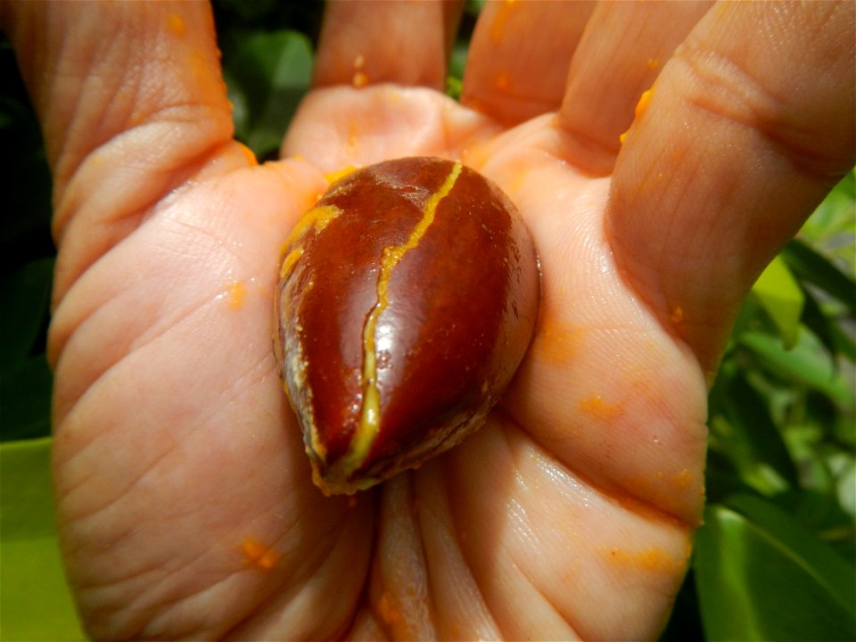 Tiesa fruits and seeds textures Pouteria campechiana Canistel Sapotaceae Tiesa Pouteria campechiana (Kunth) Baehni Egg Fruit Photos taken during the 2020 coronavirus pandemic in Baliuag, Bulacan Modif