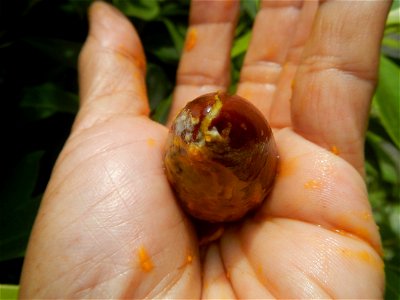 Tiesa fruits and seeds textures Pouteria campechiana Canistel Sapotaceae Tiesa Pouteria campechiana (Kunth) Baehni Egg Fruit Photos taken during the 2020 coronavirus pandemic in Baliuag, Bulacan Modif