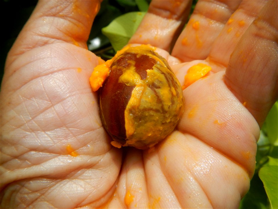 Tiesa fruits and seeds textures Pouteria campechiana Canistel Sapotaceae Tiesa Pouteria campechiana (Kunth) Baehni Egg Fruit Photos taken during the 2020 coronavirus pandemic in Baliuag, Bulacan Modif