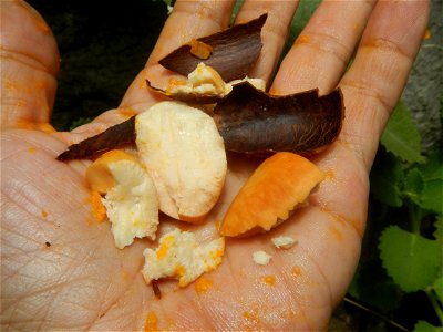 Tiesa fruits and seeds textures Pouteria campechiana Canistel Sapotaceae Tiesa Pouteria campechiana (Kunth) Baehni Egg Fruit Photos taken during the 2020 coronavirus pandemic in Baliuag, Bulacan Modif