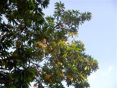 Tiesa tree fruit San Luis-Mexico, Pampanga Provincial Road Santa Lucia-San Carlos, San Luis Farm to Market Road interconnecting with the Concreting - Rehabilitation of Barangay Santo Tomas, San Luis R