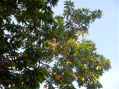 Tiesa tree fruit San Luis-Mexico, Pampanga Provincial Road Santa Lucia-San Carlos, San Luis Farm to Market Road interconnecting with the Concreting - Rehabilitation of Barangay Santo Tomas, San Luis R