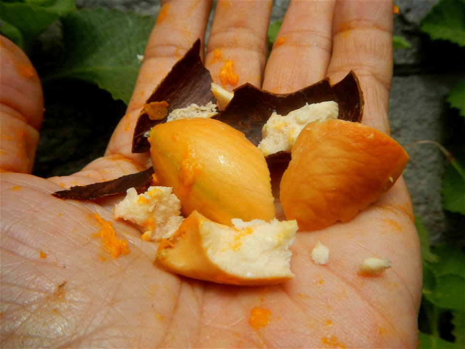 Tiesa fruits and seeds textures Pouteria campechiana Canistel Sapotaceae Tiesa Pouteria campechiana (Kunth) Baehni Egg Fruit Photos taken during the 2020 coronavirus pandemic in Baliuag, Bulacan Modif