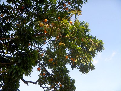 Tiesa tree fruit San Luis-Mexico, Pampanga Provincial Road Santa Lucia-San Carlos, San Luis Farm to Market Road interconnecting with the Concreting - Rehabilitation of Barangay Santo Tomas, San Luis R