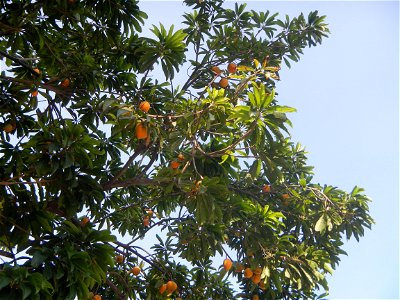 Tiesa tree fruit San Luis-Mexico, Pampanga Provincial Road Santa Lucia-San Carlos, San Luis Farm to Market Road interconnecting with the Concreting - Rehabilitation of Barangay Santo Tomas, San Luis R