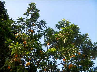 Tiesa tree fruit San Luis-Mexico, Pampanga Provincial Road Santa Lucia-San Carlos, San Luis Farm to Market Road interconnecting with the Concreting - Rehabilitation of Barangay Santo Tomas, San Luis R