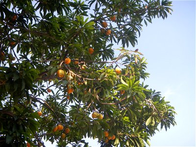 Tiesa tree fruit San Luis-Mexico, Pampanga Provincial Road Santa Lucia-San Carlos, San Luis Farm to Market Road interconnecting with the Concreting - Rehabilitation of Barangay Santo Tomas, San Luis R