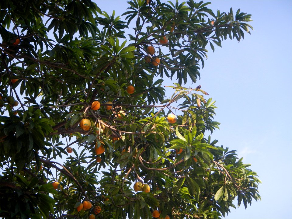 Tiesa tree fruit San Luis-Mexico, Pampanga Provincial Road Santa Lucia-San Carlos, San Luis Farm to Market Road interconnecting with the Concreting - Rehabilitation of Barangay Santo Tomas, San Luis R