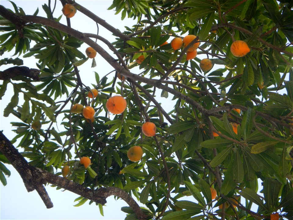 Tiesa tree fruit San Luis-Mexico, Pampanga Provincial Road Santa Lucia-San Carlos, San Luis Farm to Market Road interconnecting with the Concreting - Rehabilitation of Barangay Santo Tomas, San Luis R