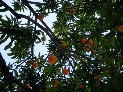 Tiesa tree fruit San Luis-Mexico, Pampanga Provincial Road Santa Lucia-San Carlos, San Luis Farm to Market Road interconnecting with the Concreting - Rehabilitation of Barangay Santo Tomas, San Luis R