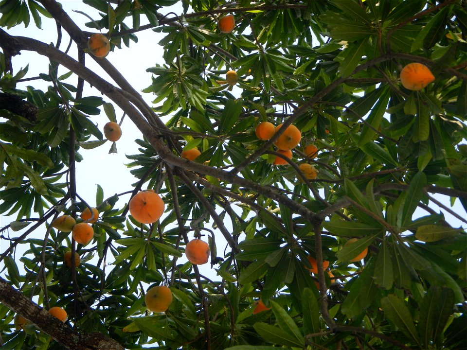 Tiesa tree fruit San Luis-Mexico, Pampanga Provincial Road Santa Lucia-San Carlos, San Luis Farm to Market Road interconnecting with the Concreting - Rehabilitation of Barangay Santo Tomas, San Luis R