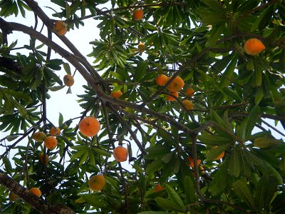 Tiesa tree fruit San Luis-Mexico, Pampanga Provincial Road Santa Lucia-San Carlos, San Luis Farm to Market Road interconnecting with the Concreting - Rehabilitation of Barangay Santo Tomas, San Luis R