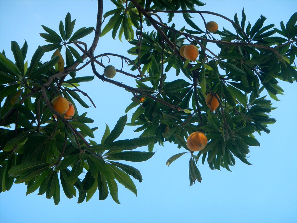 Tiesa tree fruit San Luis-Mexico, Pampanga Provincial Road Santa Lucia-San Carlos, San Luis Farm to Market Road interconnecting with the Concreting - Rehabilitation of Barangay Santo Tomas, San Luis R