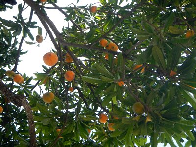 Tiesa tree fruit San Luis-Mexico, Pampanga Provincial Road Santa Lucia-San Carlos, San Luis Farm to Market Road interconnecting with the Concreting - Rehabilitation of Barangay Santo Tomas, San Luis R