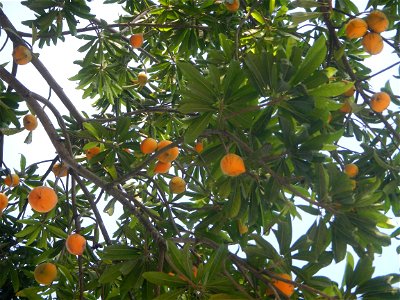 Tiesa tree fruit San Luis-Mexico, Pampanga Provincial Road Santa Lucia-San Carlos, San Luis Farm to Market Road interconnecting with the Concreting - Rehabilitation of Barangay Santo Tomas, San Luis R