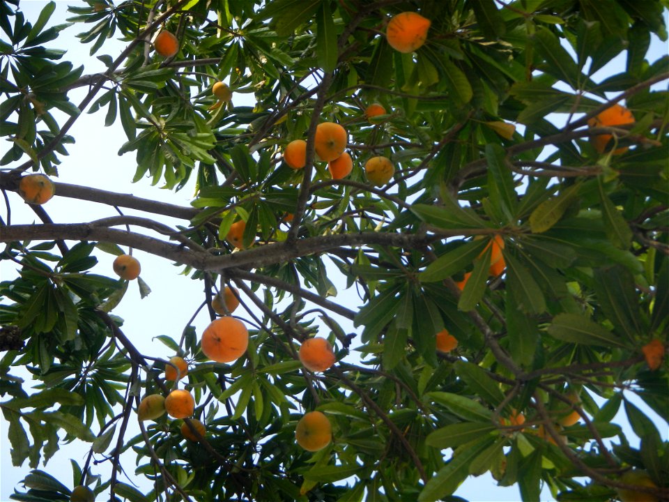Tiesa tree fruit San Luis-Mexico, Pampanga Provincial Road Santa Lucia-San Carlos, San Luis Farm to Market Road interconnecting with the Concreting - Rehabilitation of Barangay Santo Tomas, San Luis R