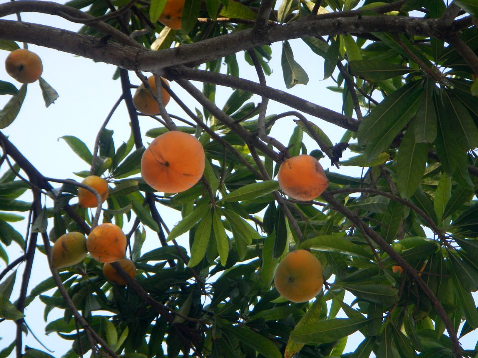 Tiesa tree fruit San Luis-Mexico, Pampanga Provincial Road Santa Lucia-San Carlos, San Luis Farm to Market Road interconnecting with the Concreting - Rehabilitation of Barangay Santo Tomas, San Luis R