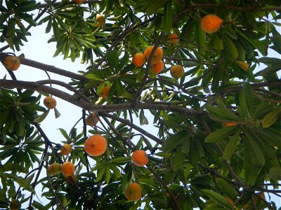 Tiesa tree fruit San Luis-Mexico, Pampanga Provincial Road Santa Lucia-San Carlos, San Luis Farm to Market Road interconnecting with the Concreting - Rehabilitation of Barangay Santo Tomas, San Luis R
