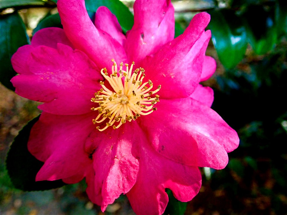 Camellia sasanqua at Koishikawa Kourakuen