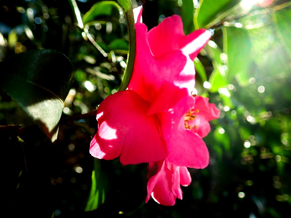 Camellia sasanqua at Koishikawa Kourakuen