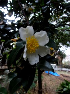 サザンカ[山茶花][Camellia sasanqua]-花 photo