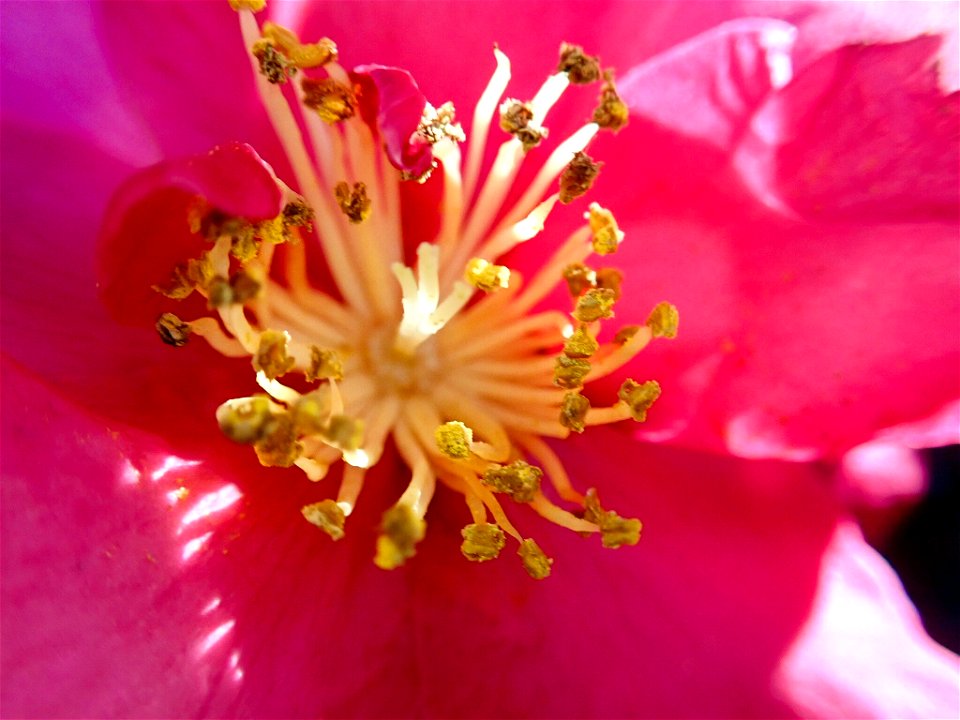 Camellia sasanqua at Koishikawa Kourakuen