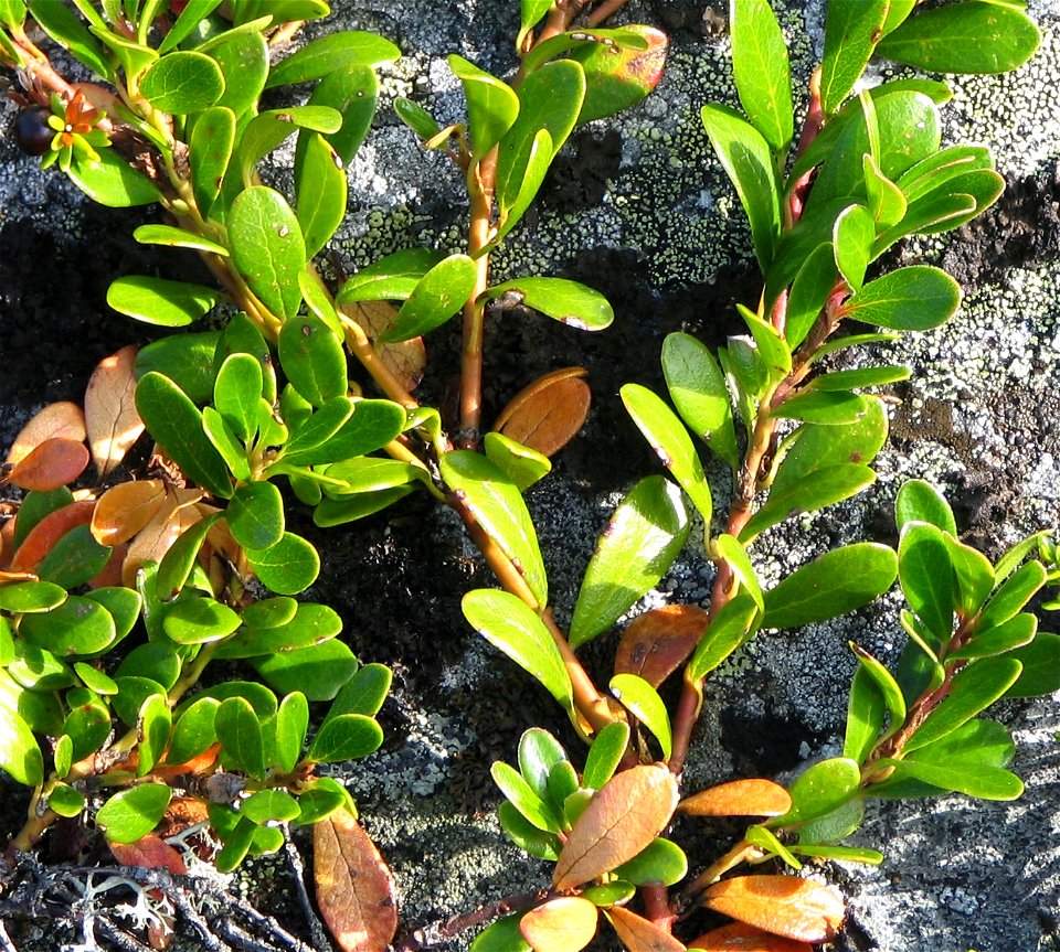 Arctostaphylos uva-ursi in Värriö national park, Finland. (Värriön luonnonpuistossa, Värriö I:n paljakalla 9.8.2005.)