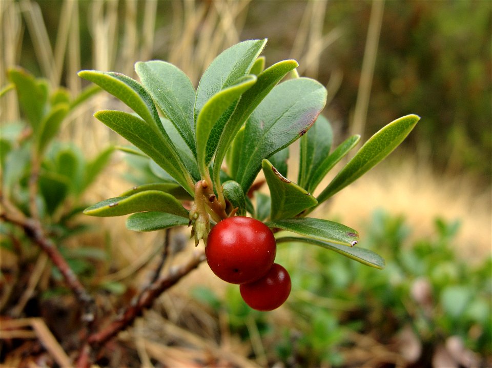 Arctostaphylos uva-ursi (Ericaceae, Ericales). 

Sierra de Guadarrama, Madrid.