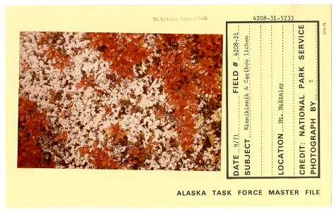 Kinnikinnik & caribou lichen