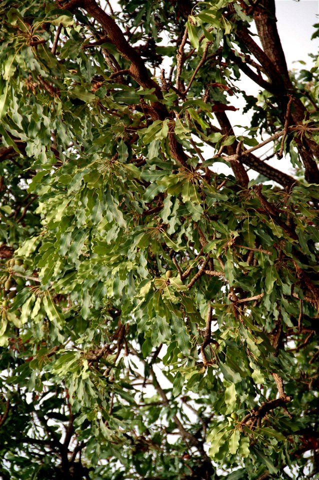Fotografía de un árbol de Karité tomada en Burkina Faso en el mes de febrero de 2007

Árbol de karité de Burkina Faso