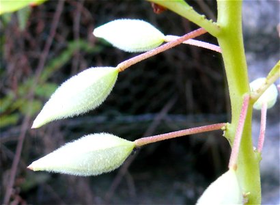 Seed pod of Impatiens balsamina en , photo taken in Hong Kong. photo
