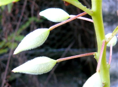 Seed pod of Impatiens balsamina en   , photo taken in Hong Kong.