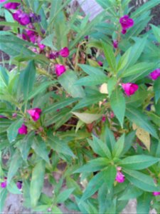 காசித் தும்பை Botanical name - Impatiens balsamina Common name: Spotted snapweed Aivartenkittumpai, Aivartyenki Leaf –lotion is used to treat eczema and insect bites. Leaf -decoctions is used to photo