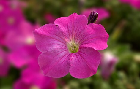 Pink flower tue-sa sejong city photo