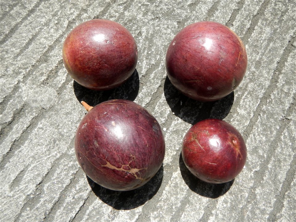 Chrysophyllum cainito Caimito fruit in Bulacan called Morado or violet, the other is green which is sweeter  (Note: Judge Florentino Floro, the owner, to repeat, Donor Florentino Floro of all these ph