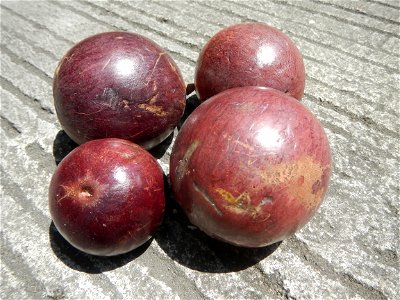 Chrysophyllum cainito Caimito fruit in Bulacan called Morado or violet, the other is green which is sweeter  (Note: Judge Florentino Floro, the owner, to repeat, Donor Florentino Floro of all these ph