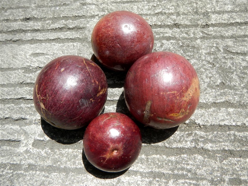 Chrysophyllum cainito Caimito fruit in Bulacan called Morado or violet, the other is green which is sweeter  (Note: Judge Florentino Floro, the owner, to repeat, Donor Florentino Floro of all these ph