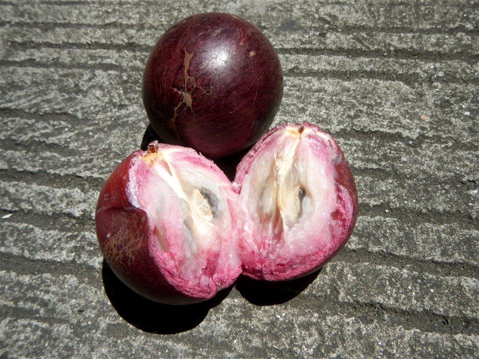 Chrysophyllum cainito Caimito fruit in Bulacan called Morado or violet, the other is green which is sweeter  (Note: Judge Florentino Floro, the owner, to repeat, Donor Florentino Floro of all these ph