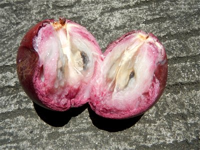 Chrysophyllum cainito Caimito fruit in Bulacan called Morado or violet, the other is green which is sweeter  (Note: Judge Florentino Floro, the owner, to repeat, Donor Florentino Floro of all these ph
