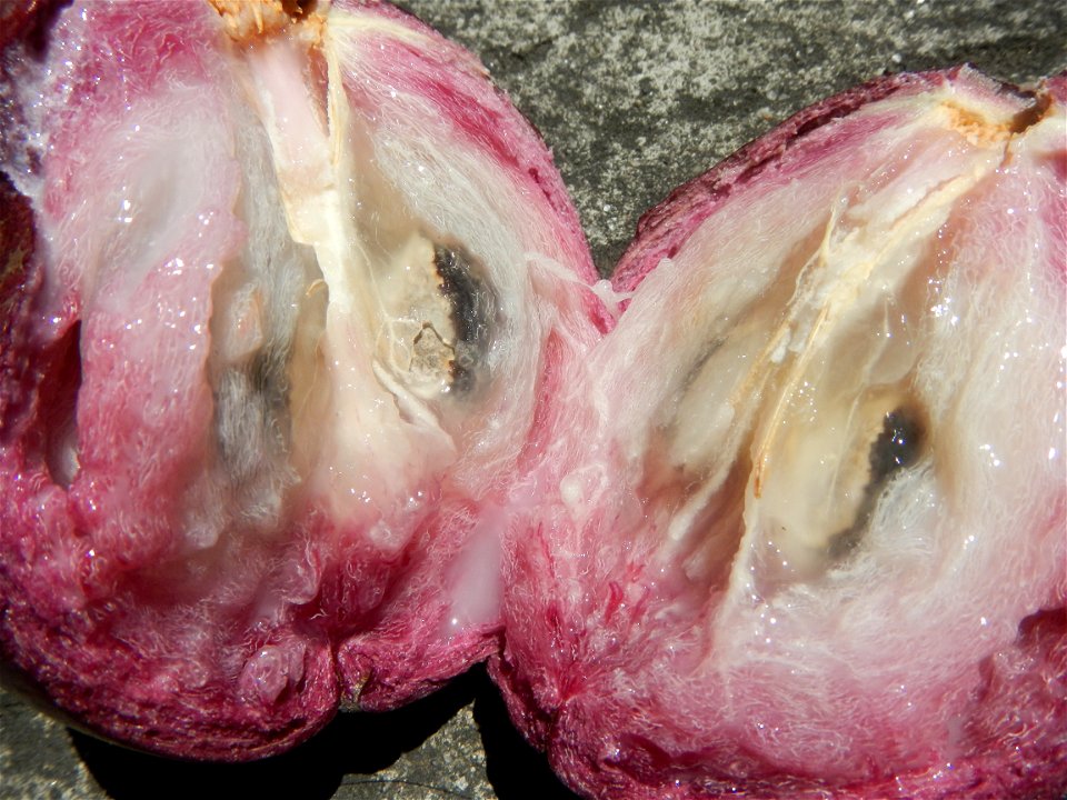 Chrysophyllum cainito Caimito fruit in Bulacan called Morado or violet, the other is green which is sweeter  (Note: Judge Florentino Floro, the owner, to repeat, Donor Florentino Floro of all these ph