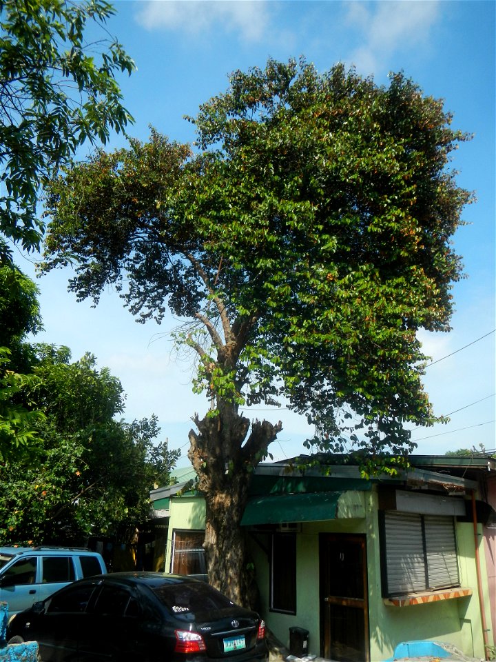 Photos taken during the 2020 coronavirus pandemic in Meycauayan, Bulacan Timeline of the 2020 coronavirus pandemic in the Philippines  2020 coronavirus pandemic in the Philippines Bayanihan to Heal as