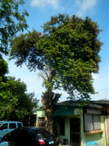 Photos taken during the 2020 coronavirus pandemic in Meycauayan, Bulacan Timeline of the 2020 coronavirus pandemic in the Philippines  2020 coronavirus pandemic in the Philippines Bayanihan to Heal as