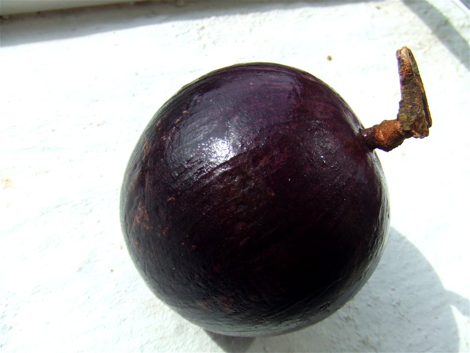 Chrysophyllum cainito, bought at Surinam tropical supermarket, Nieuwe Binnenweg, Rotterdam