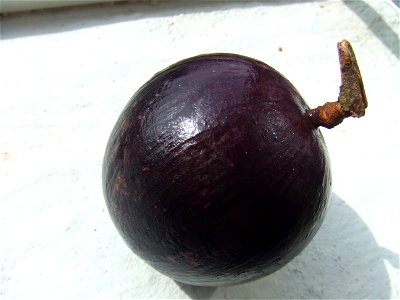 Chrysophyllum cainito, bought at Surinam tropical supermarket, Nieuwe Binnenweg, Rotterdam
